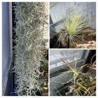 ウスネオイデス,シーディアナ,アンドレアナ,✨今日のお花✨,エアプランツ(チランジア)の画像