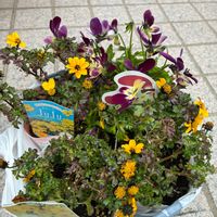 ビデンス,ビデンス,ビオラ,小さな庭,玄関の画像