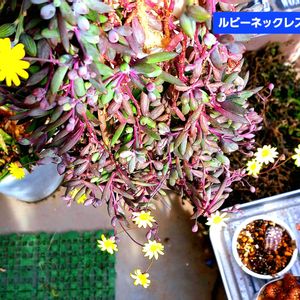 ルビーネックレス,紫月,ハンキング,セネシオ属,植物男子ベランダーの画像