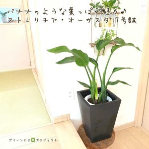 ストレリチア オーガスタ,ストレリチア オーガスタ,オーガスタ,オーガスタ,観葉植物の画像