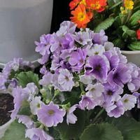 オステオスペルマム,プリムラジュリアン,プリムラジュリアン,プリムラオブコニカ,プリムラアコーリス群青の空の画像