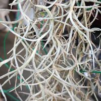 ウスネオイデス,チランジア　ウスネオイデス,エアプランツ,ガーデニング,ネコ好きの画像