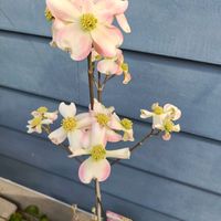 ハナミズキ,スマホ撮影,みんなの花図鑑,晴れたらいいね☀️,玄関アプローチの画像