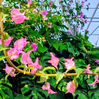 カトレア,ブーゲンビリア,胡蝶蘭,植物園,温室の画像