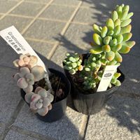 だるま秀麗,碧魚連,シルバースプリングタイム,ロッティ×乙女心,多肉植物の画像