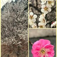 しだれ梅,梅の花　白,かわいい,職場駐車　梅の花,庭の画像