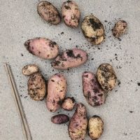 ジャガイモ,ジャガイモ,収穫,ベランダ菜園,袋栽培の画像