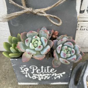 春萌,紅葉する多肉,多肉植物のある暮らし,100均雑貨の画像