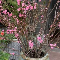 セルリア,セルリア,セルリア,モモ,モモの画像