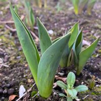 チューリップ,チューリップ,ヒヤシンス,ヒヤシンス,ボタンの画像