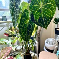 アンスリウム,アグラオネマ,アンスリウム クラリネルビウム,森林浴,熱帯植物の画像