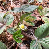 クリスマスローズ,ワイルドストロベリー,花のある暮らし,週末ガーデナー,みどりのある暮らしの画像