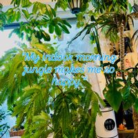 ドラセナ,モンステラ,アグラオネマ,エバーフレッシュ,フィロデンドロンの画像