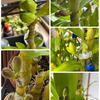 スイセン,スイセン,リコリス,タキイ,花のある暮らしの画像