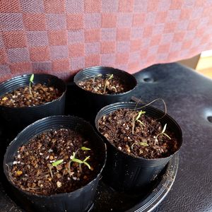 ミニトマトの画像