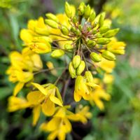 水菜,ミズナ,ムラサキミズナ,鉢植えの画像