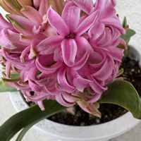 ススキ,ヒヤシンス,ヒヤシンス,ビオラ,河津桜の画像