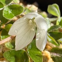 ミヤマカタバミ,カタバミ,春来たり,山野草,斑入り。の画像