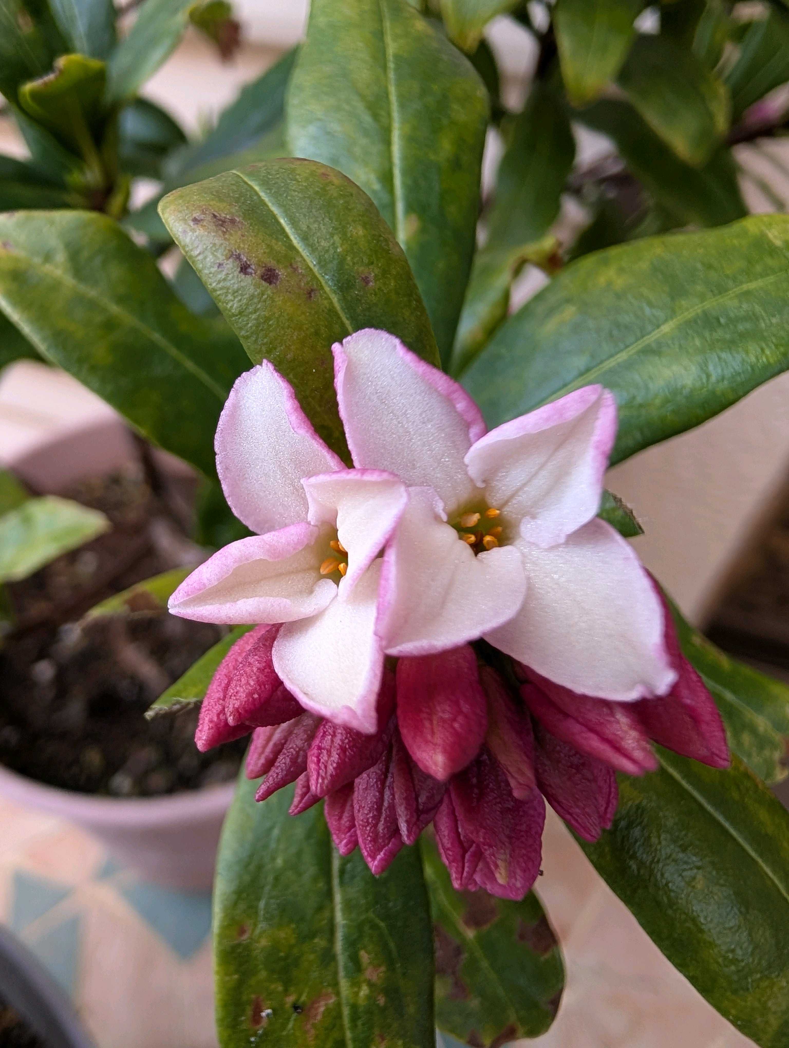 ひええ〜、コンテナに足が生えた!? ポットフィートの大切な役割3つ