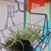 チランジア,ウスネオイデス,ハリシー,コットンキャンディー,エアプランツ・チランジアの画像