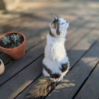 クリスマスローズ,クリスマスローズ,サクラ,ビオラ,ビオラの画像