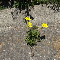 カタバミの画像