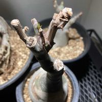 アデニア・グラウカ,塊根植物,コーデックス,休眠明けの画像