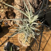 パイナップル,皇帝アナナス,エアプランツ・チランジアの画像