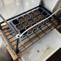 マツ,盆栽,初心者,種から,超初心者の画像