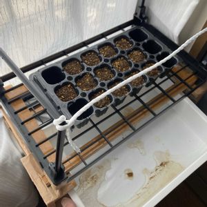 マツ,盆栽,初心者,種から,超初心者の画像