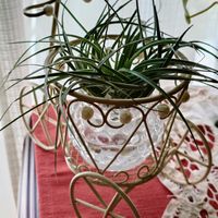 チランジア,エアプランツ,リビング,緑のある暮らし,今日のお花の画像