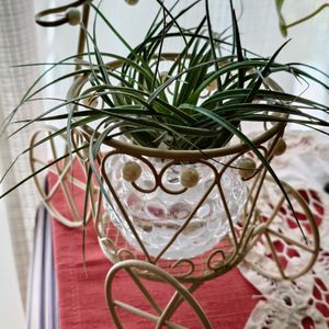 チランジア,エアプランツ,リビング,緑のある暮らし,今日のお花の画像