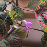 ヒポエステスの画像