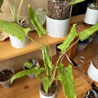 サトイモ科,アロカシア,アロカシア,観葉植物,ハイドロカルチャーの画像