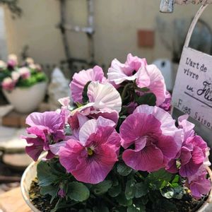 かわいいな♡,お花好き,すてき…♡,自己流ガーデニング,お花のある暮らし✩︎⡱の画像