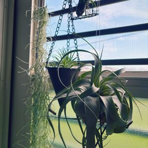 チランジア,イオナンタ,ウスネオイデス,キセロ グラフィカ,エアプランツの画像