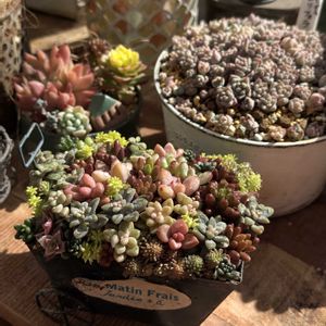 セダム,多肉,オーロラ,プロリフェラ,プロリフェラの画像