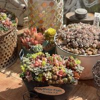 セダム,多肉,プロリフェラ,多肉植物,植物のある暮らしの画像