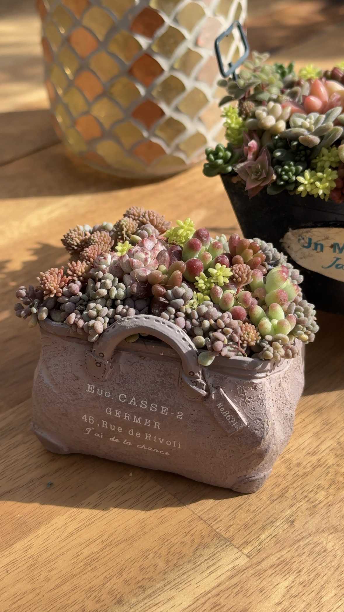 ちまちま寄せの投稿画像一覧｜🍀GreenSnap（グリーンスナップ）