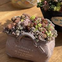 多肉,多肉,オーロラ,乙女心,パリダムの画像