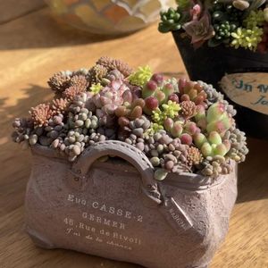 多肉,多肉,オーロラ,乙女心,パリダムの画像