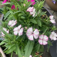 カロライナジャスミン,ルピナス,テルスター,セネッティ,ミニチュアシュナウザーの画像