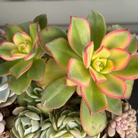 夕映え,アオエニウム,多肉植物のある暮らし,ベランダタニラー,多肉だいすきの画像