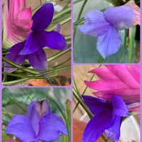 アネモネ,ウメ,デュランタ,パンジー・ビオラ,プリムラの画像