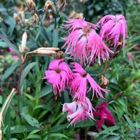 カワラナデシコの画像