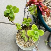 アロマティカス,多肉植物,グリーンのある暮らし,多肉部の画像