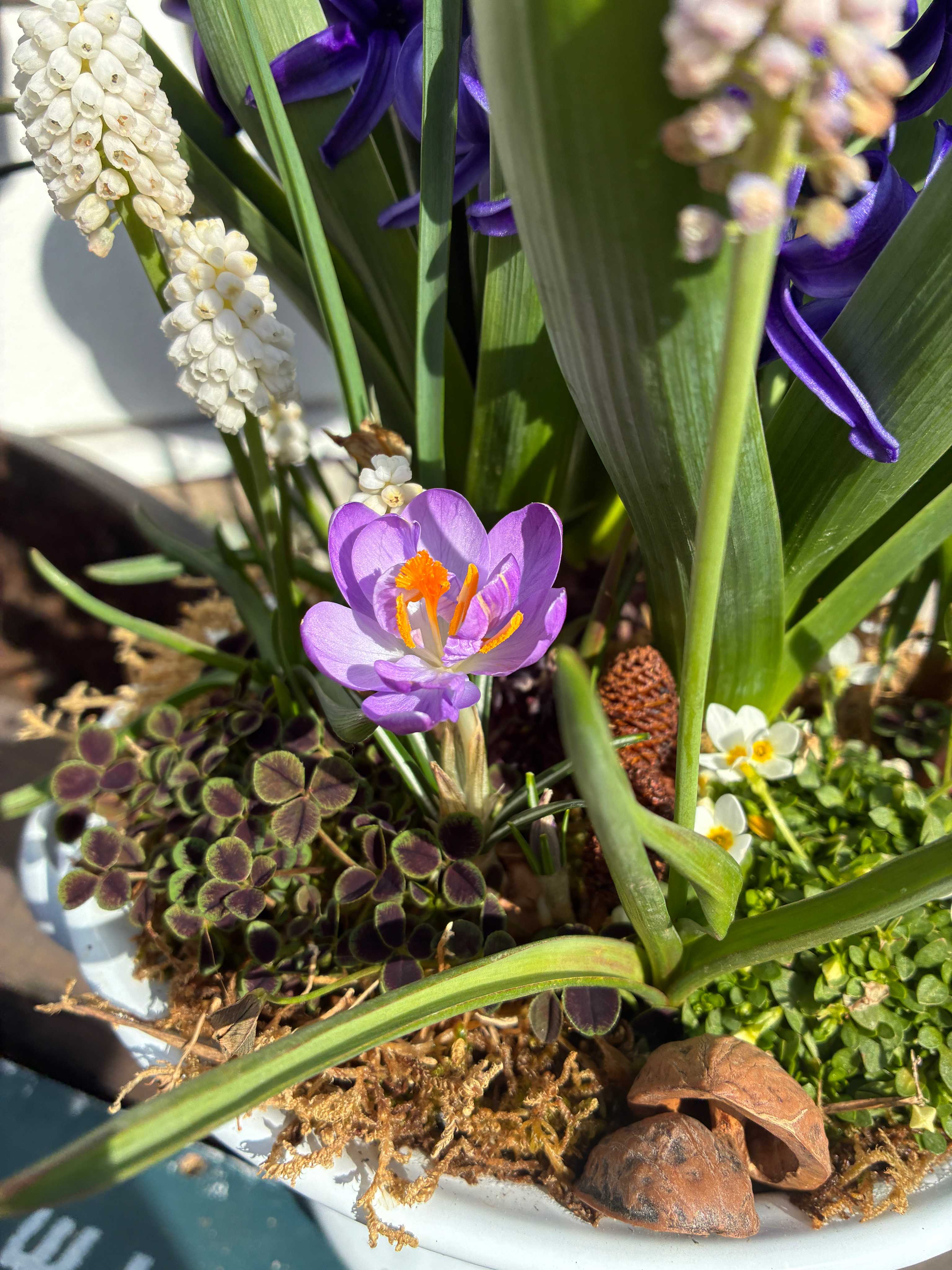 クローバー(シロツメクサ)の育て方｜種まき時期は？室内でも栽培できる