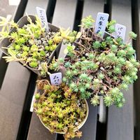 セダム,ゴールドビューティー,パリダム,丸葉万年草,森村万年草の画像