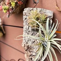 チランジア,イオナンタ,ウスネオイデス,ハリシー,ブラキカウロスの画像