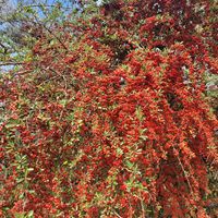 ピラカンサの画像